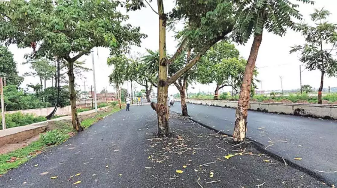 బీహార్లో విచిత్ర రహదారి నిర్మాణం – చెట్ల చుట్టూ తిరిగిన రహదారి! బీహార్లో విచిత్ర రహదారి నిర్మాణం – చెట్ల చుట్టూ తిరిగిన రహదారి!