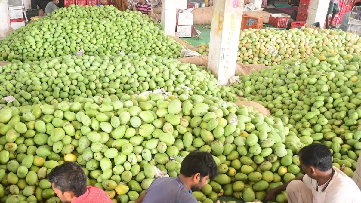 మామిడి రైతులకు రూ.4 సబ్సిడీ – కష్టకాలంలో కూటమి ప్రభుత్వం అండ మామిడి రైతులకు రూ.4 సబ్సిడీ – కష్టకాలంలో కూటమి ప్రభుత్వం అండ